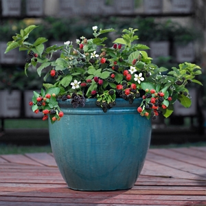 Bushel and Berry Baby Cakes Blackberry Plant